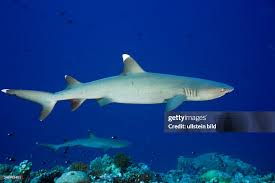 Image result for Triaenodon obesus