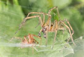 Attēlu rezultāti vaicājumam “Agelena labyrinthica”