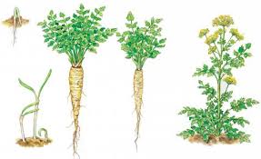 Image result for Pastinake