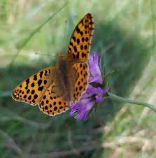 Attēlu rezultāti vaicājumam “Issoria lathonia”