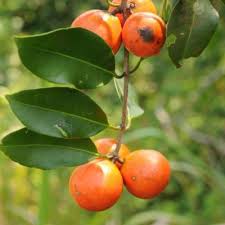 Attēlu rezultāti vaicājumam “Parnassiaceae”