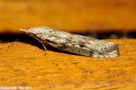 Attēlu rezultāti vaicājumam “Aphomia sociella female”