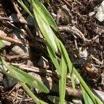 Attēlu rezultāti vaicājumam “Polygala comosa leaf”