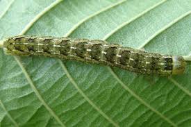 Attēlu rezultāti vaicājumam “Lithophane furcifera”