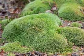 Attēlu rezultāti vaicājumam “Leucobryum glaucum”