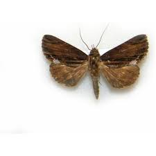 Attēlu rezultāti vaicājumam “Archiearis parthenias”