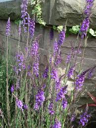 Image result for Linaria purpurea