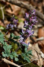 Attēlu rezultāti vaicājumam “Corydalis cava leaf”