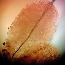 Attēlu rezultāti vaicājumam “Lycogala ustulatum macro”