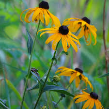 Image result for Rudbeckia