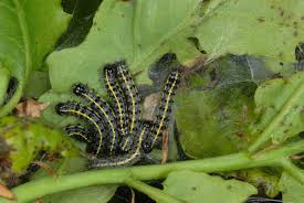 Attēlu rezultāti vaicājumam “Orthosia sp.”