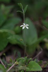 Attēlu rezultāti vaicājumam “Moehringia lateriflora”