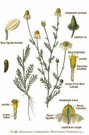 Image result for Matricaria recutita (chamomilla)