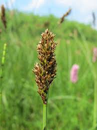 Attēlu rezultāti vaicājumam “Carex diandra”