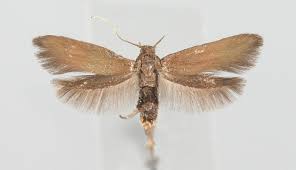 Attēlu rezultāti vaicājumam “Epermenia falciformis”