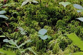 Attēlu rezultāti vaicājumam “Sphagnum girgensohnii”