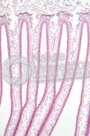 Attēlu rezultāti vaicājumam “Coprinus sp.”