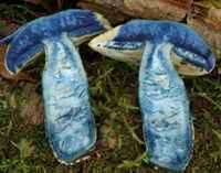 Attēlu rezultāti vaicājumam “Gyroporus cyanescens”