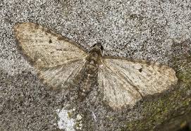 Attēlu rezultāti vaicājumam “Eupithecia tenuiata”