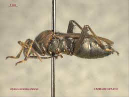 Attēlu rezultāti vaicājumam “Alydus calcaratus”