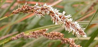 Attēlu rezultāti vaicājumam “Carex paniculata”