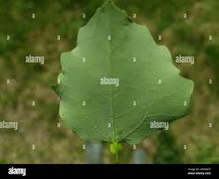 Attēlu rezultāti vaicājumam “Contarinia petioli”