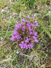 Attēlu rezultāti vaicājumam “Gentianella campestris”