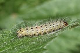 Attēlu rezultāti vaicājumam “Spilosoma lubricipeda”