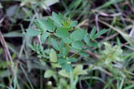 Attēlu rezultāti vaicājumam “Thalictrum flavum fruit”