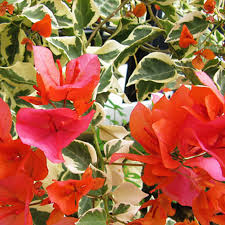 Image result for bougainvillea