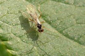 Attēlu rezultāti vaicājumam “Phytomyza ranunculi”