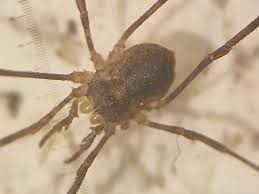 Attēlu rezultāti vaicājumam “Lophopilio palpinalis”