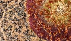 Attēlu rezultāti vaicājumam “Rabdophaga degeeri”