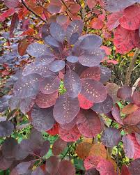 Attēlu rezultāti vaicājumam “Cotinus coggygria leaf”