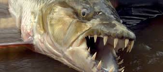Image result for Goliath Tigerfish