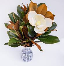 Attēlu rezultāti vaicājumam “Magnolia”