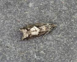 Attēlu rezultāti vaicājumam “Epinotia immundana”