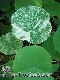 Image result for Tropaeolum majes