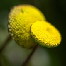 Attēlu rezultāti vaicājumam “Laserpitium latifolium flower”