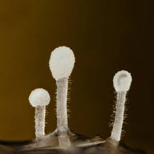 Attēlu rezultāti vaicājumam “Craterium aureum”