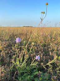 Image result for Scabiosa canescens