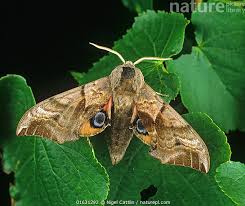Attēlu rezultāti vaicājumam “Smerinthus ocellata”