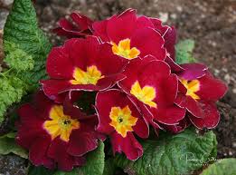 Attēlu rezultāti vaicājumam “Primula x polyantha”
