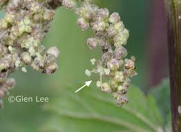 Attēlu rezultāti vaicājumam “Urtica dioica flower”