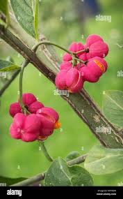 Attēlu rezultāti vaicājumam “Euonymus verrucosus fruit”