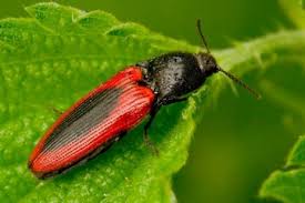 Attēlu rezultāti vaicājumam “Ampedus sanguinolentus”