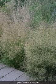 Attēlu rezultāti vaicājumam “Deschampsia cespitosa”