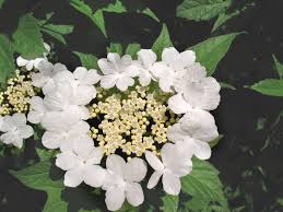 Attēlu rezultāti vaicājumam “Viburnum opulus flower”
