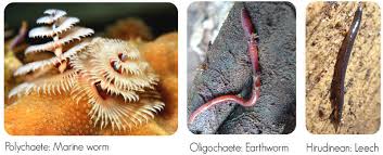 Attēlu rezultāti vaicājumam “Annelides”