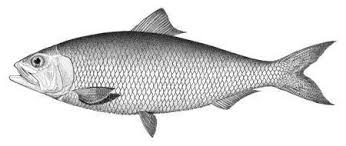 Image result for Alosa alabamae